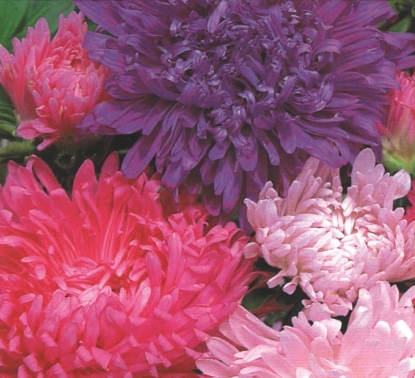 Picture of Aster - Duchess Special Mixed